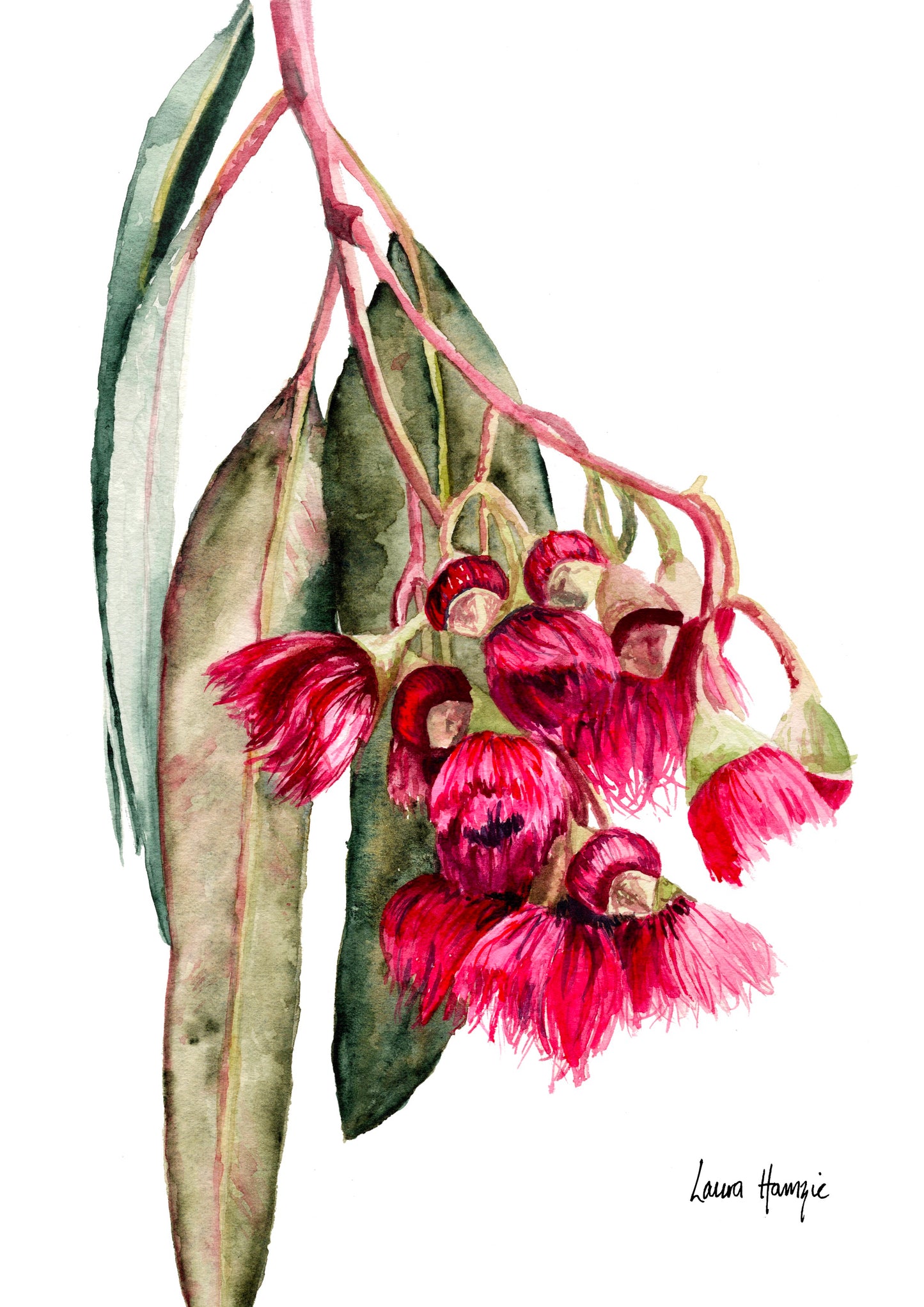 Watercolour art print of a stunning pink eucalyptus gum blossom and leaves, hand-painted by Laura Hamzic.