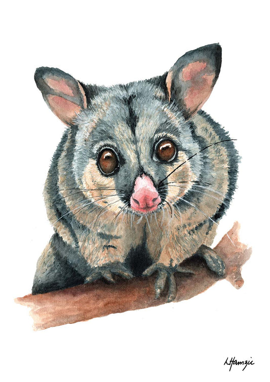 Watercolour art print of a brushtail possum that's watching closely from warm golden eyes and a delicate pink nose - hand-painted by Laura Hamzic