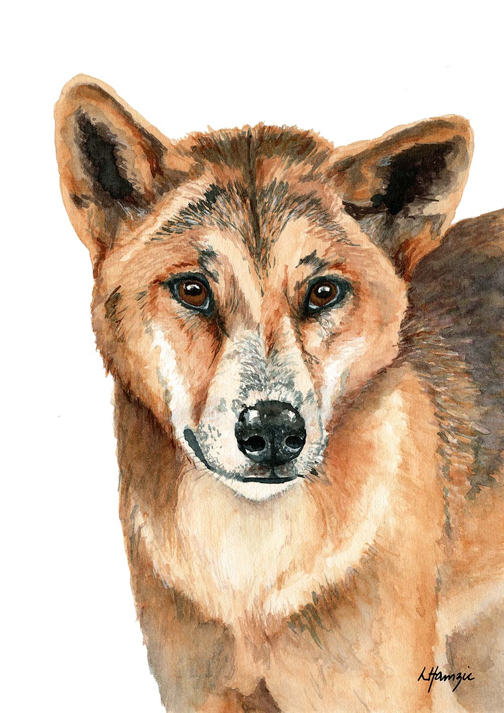Realistic painting of a dingo painted in watercolour by Laura Hamzic, Australian Artist - available as art prints