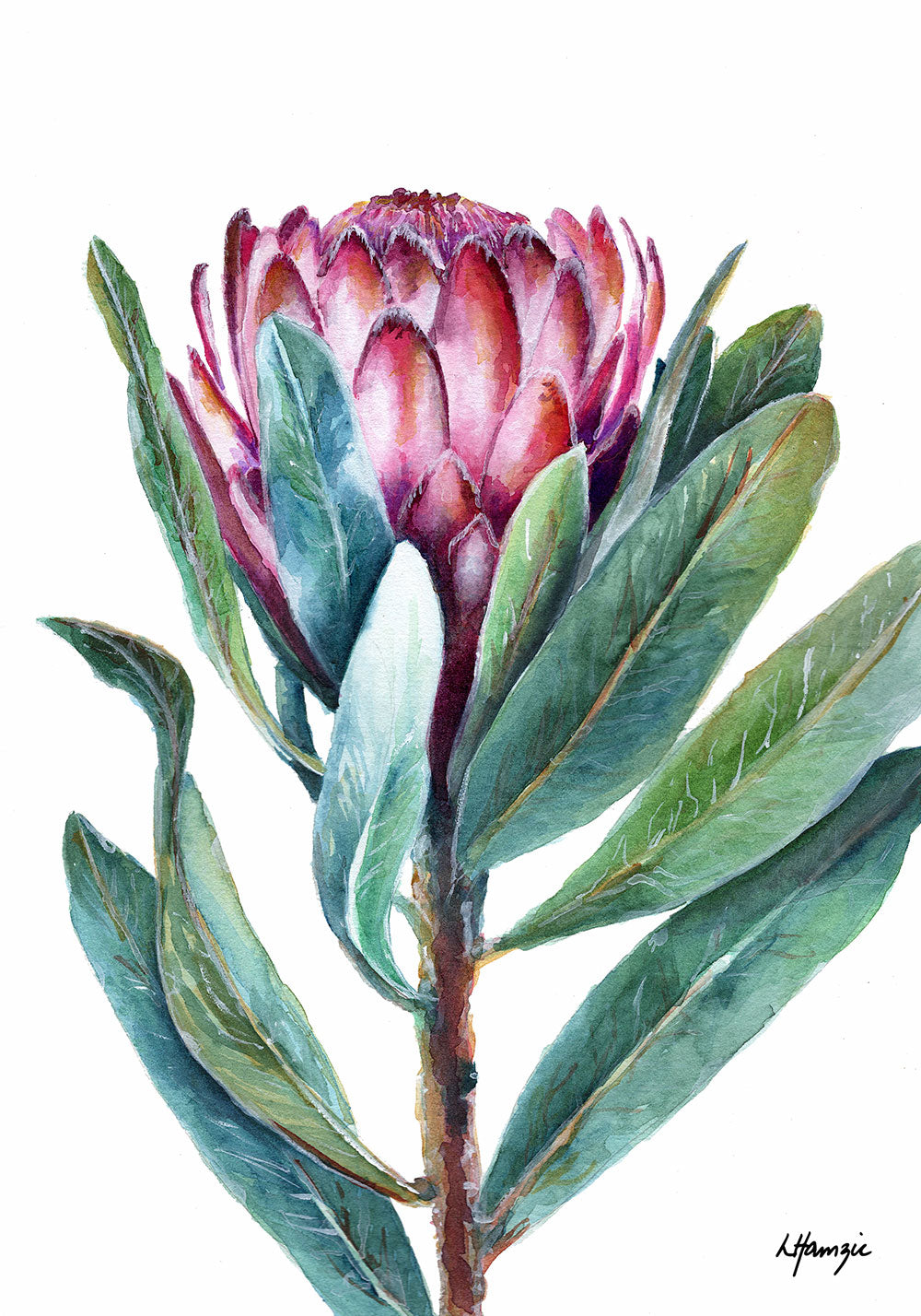 Pink Protea with green leaves - Flower - Botanical - captured in watercolour by Australian Artist Laura Hamzic