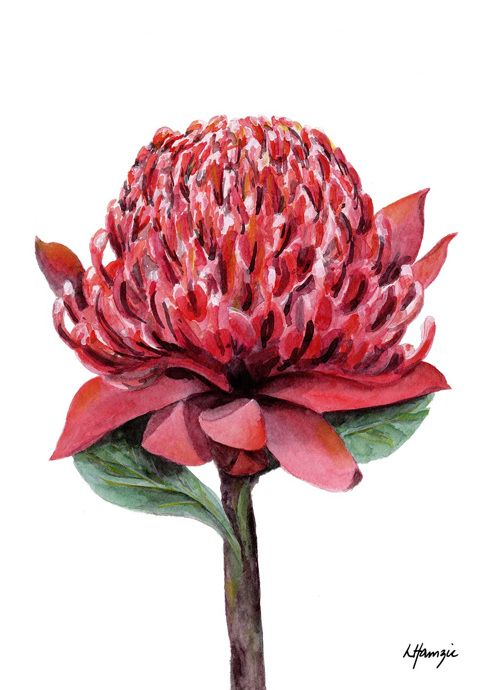 Australian Waratah in crimson, the intricate petals in watercolour detail by Laura Hamzic, Australian Artist
