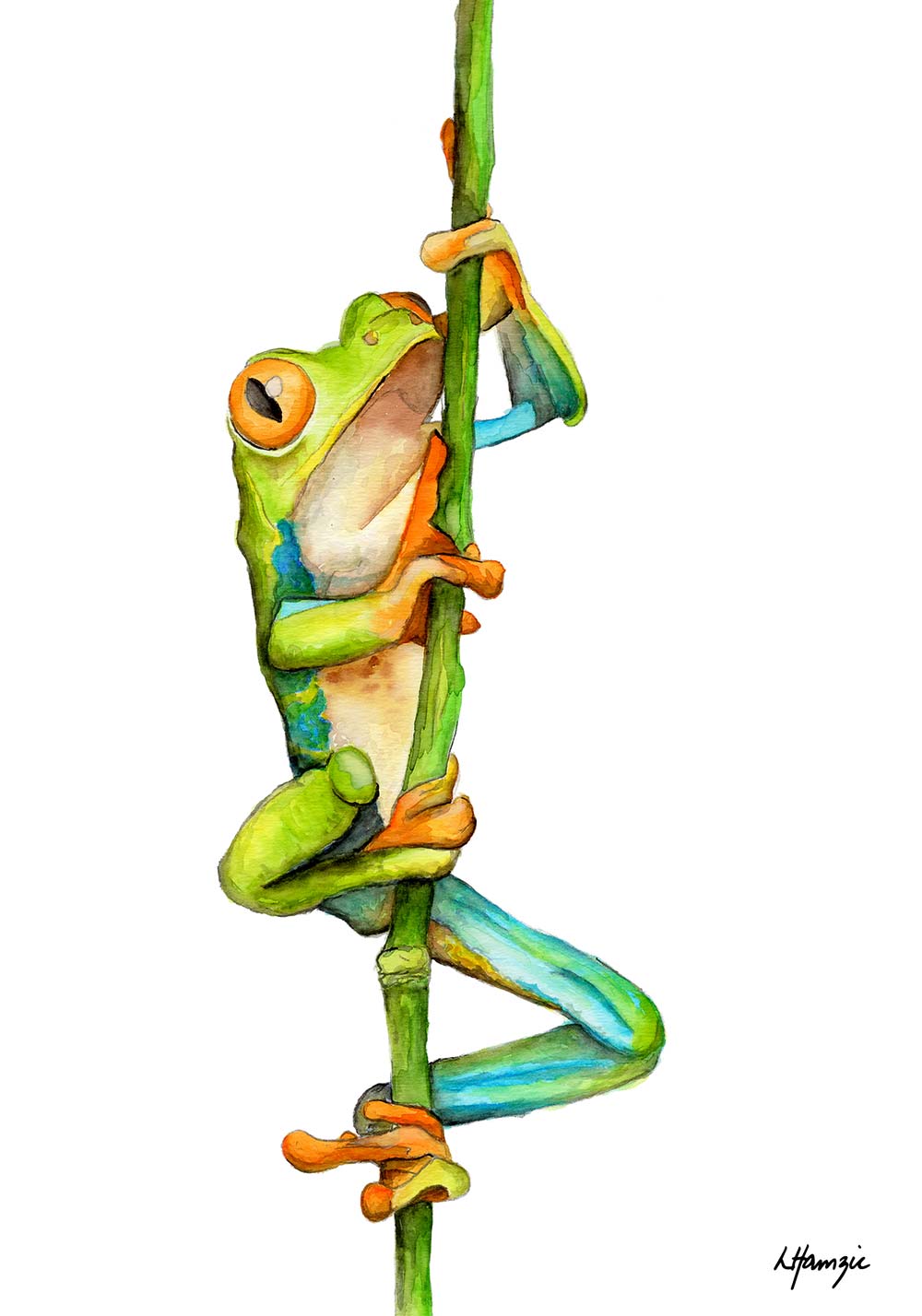 Australian Green Tree Frog captured in watercolour by Australian Artist Laura Hamzic