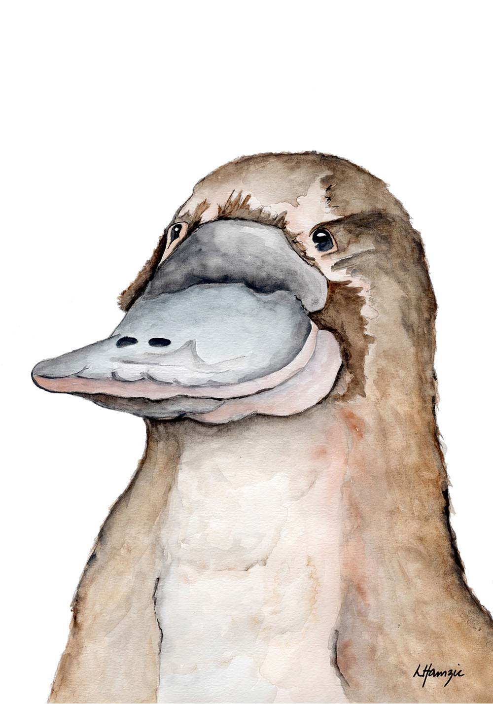 Watercolour art print of a platypus hand-painted by Laura Hamzic Australian Artist.