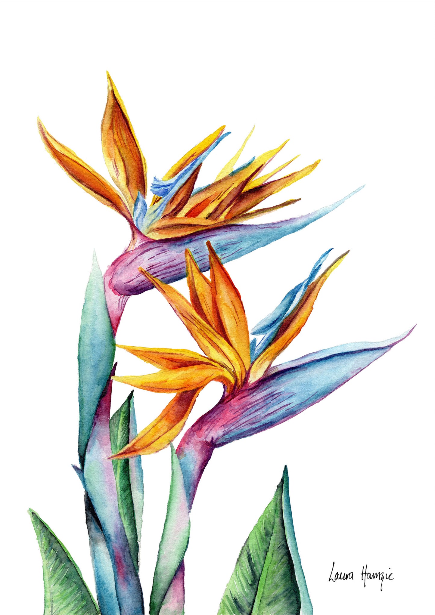 Art prints of a bold, colourful birds of paradise flower hand-painted in watercolour by Laura Hamzic