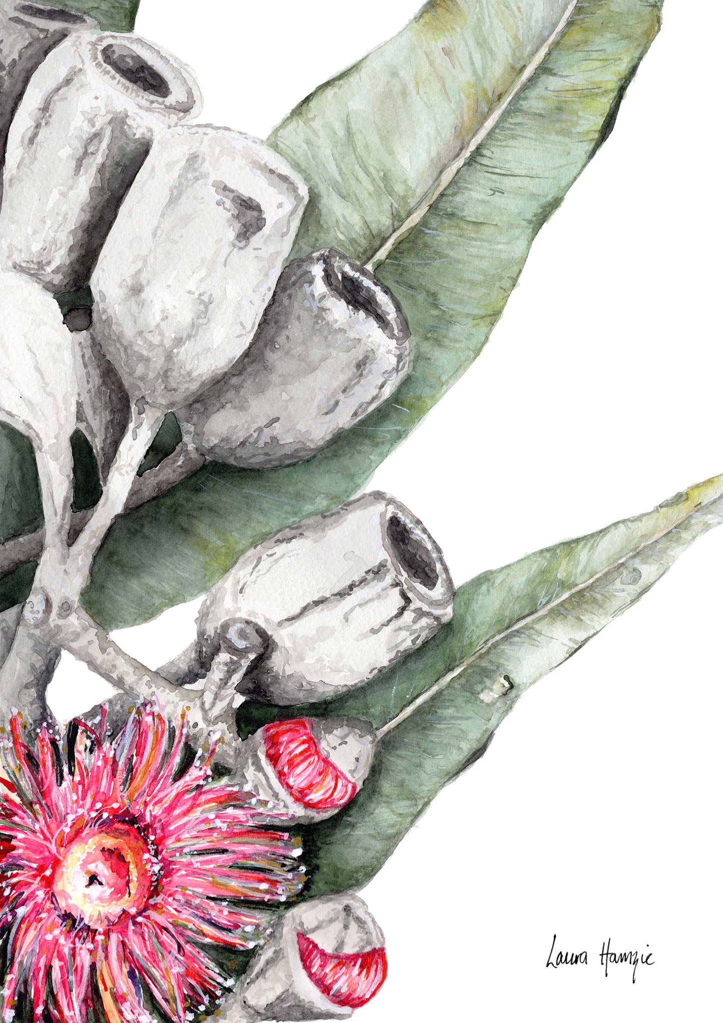 Watercolour art print of eucalyptus flowers and gum nuts trailing through gum leaves - artowrk by Laura Hamzic