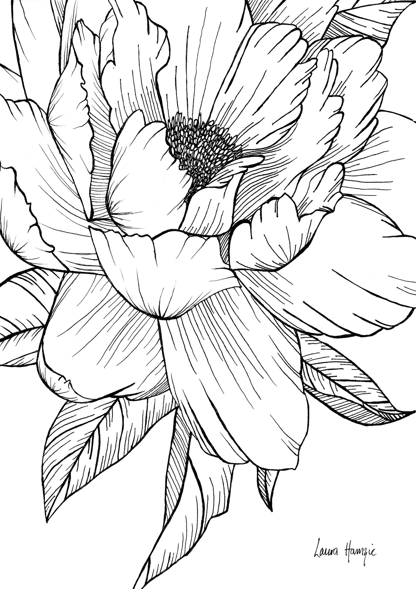 Art print of an inky line art Peony flower with intricate details on the petals - hand-drawn by Laura Hamzic