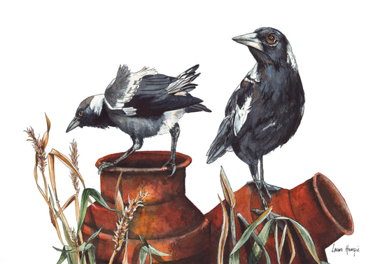 Watercolour art prints of a pair of Magpies cuasing mischief as they chat and play on rusty cream cans amongst bush grass - painted by Laura Hamzic