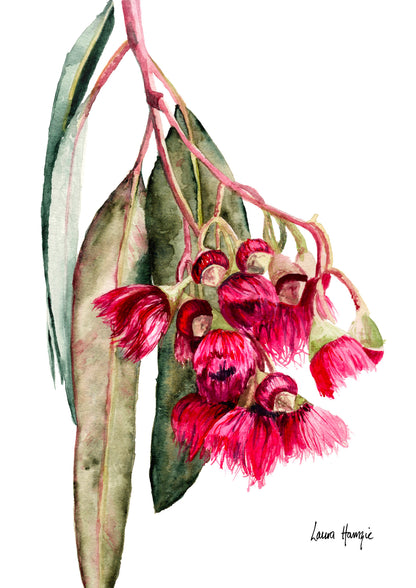 Watercolour art print of a stunning pink eucalyptus gum blossom and leaves, hand-painted by Laura Hamzic.