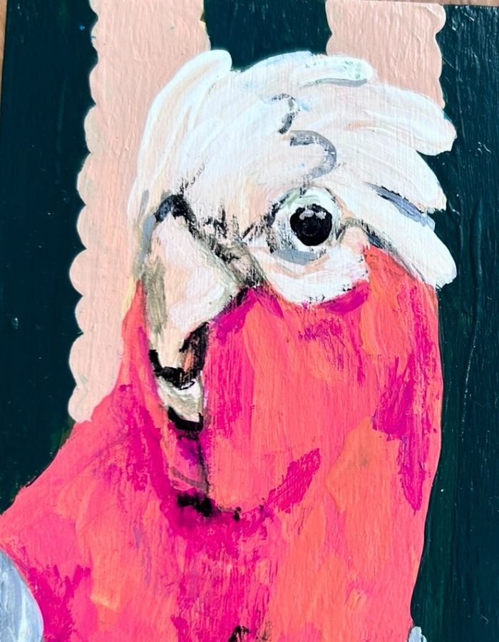Close-up of pink and grey galah with expressive face