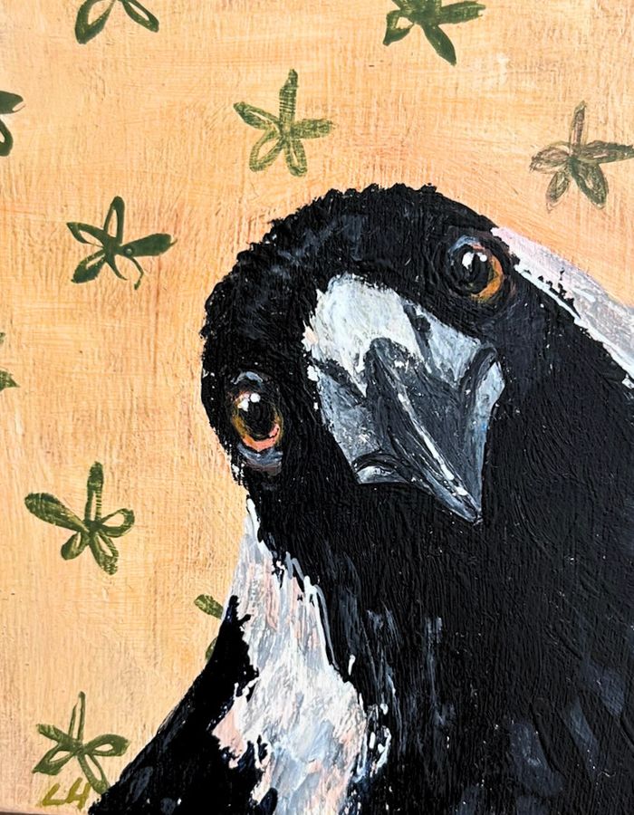Close-up of Australian magpie with expressive eyes and black and white feathers