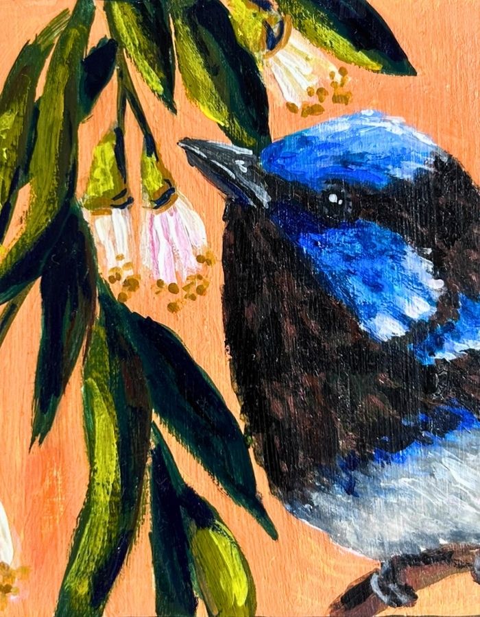 Close-up of male superb fairy-wren with vivid blue and black feathers