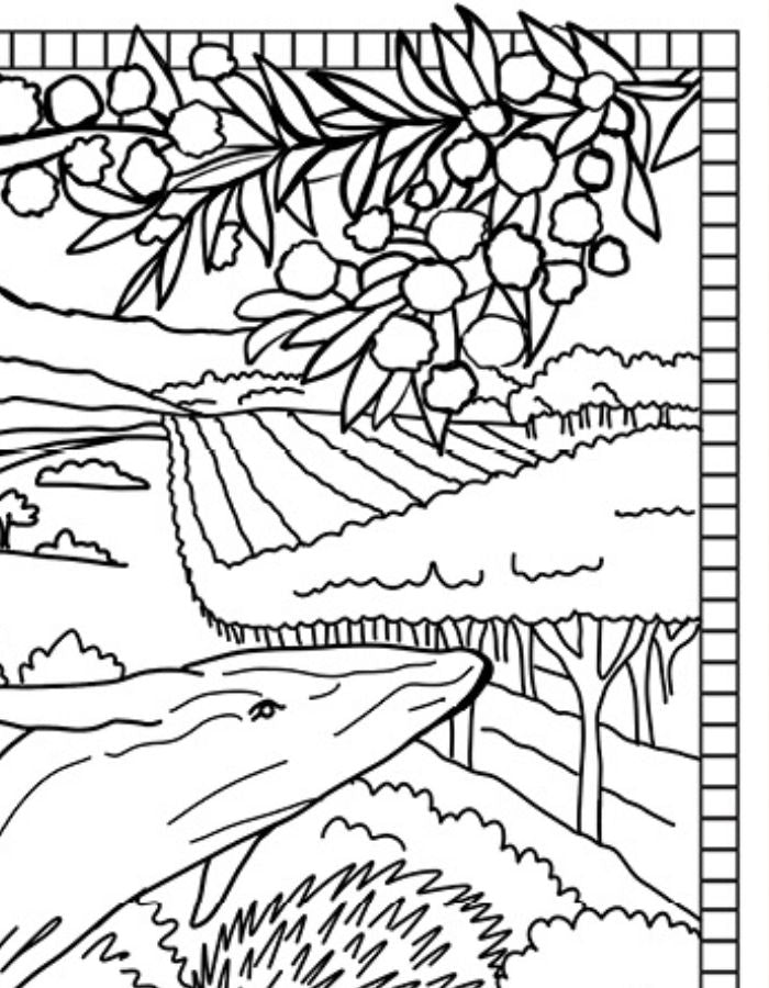 Free South Australia Colouring Page