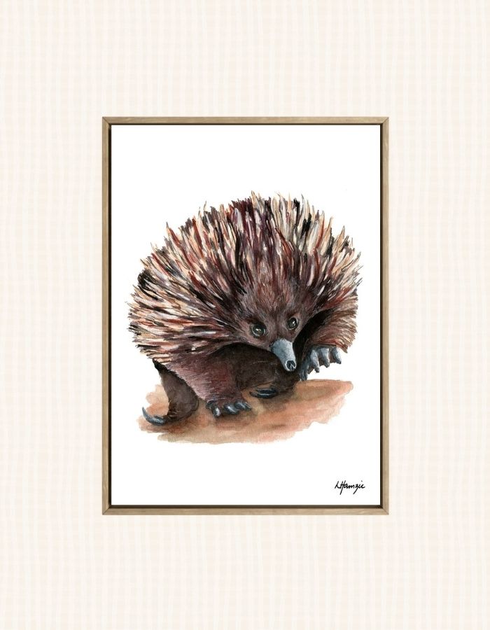 Realistic painting of an echidna painted in watercolour by Laura Hamzic, Australian Artist - available as art prints