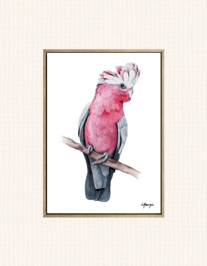 Realistic painting of a lovely pink Galah painted in watercolour by Laura Hamzic, Australian Artist - available as art prints
