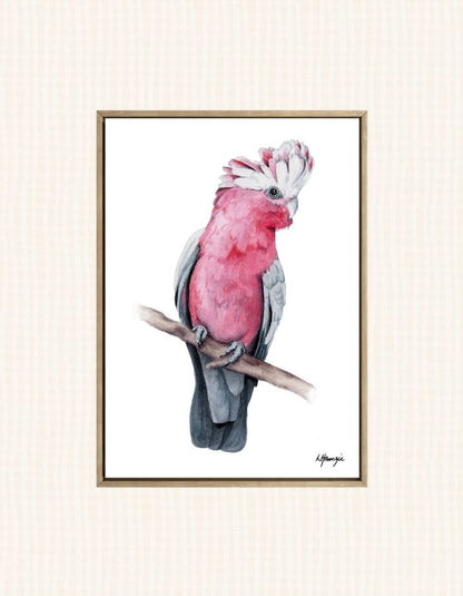 Realistic painting of a lovely pink Galah painted in watercolour by Laura Hamzic, Australian Artist - available as art prints