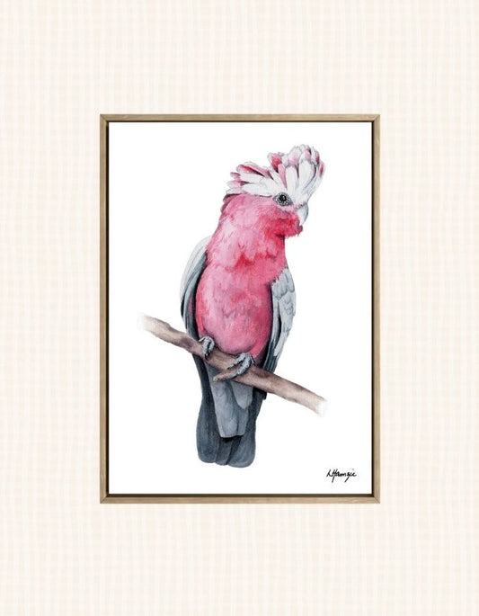 Realistic painting of a lovely pink Galah painted in watercolour by Laura Hamzic, Australian Artist - available as art prints