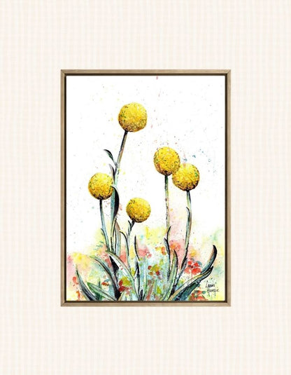 Stunning yellow Billy Buttons flower with loose watercolour splatters to depict the wild nature of the flower