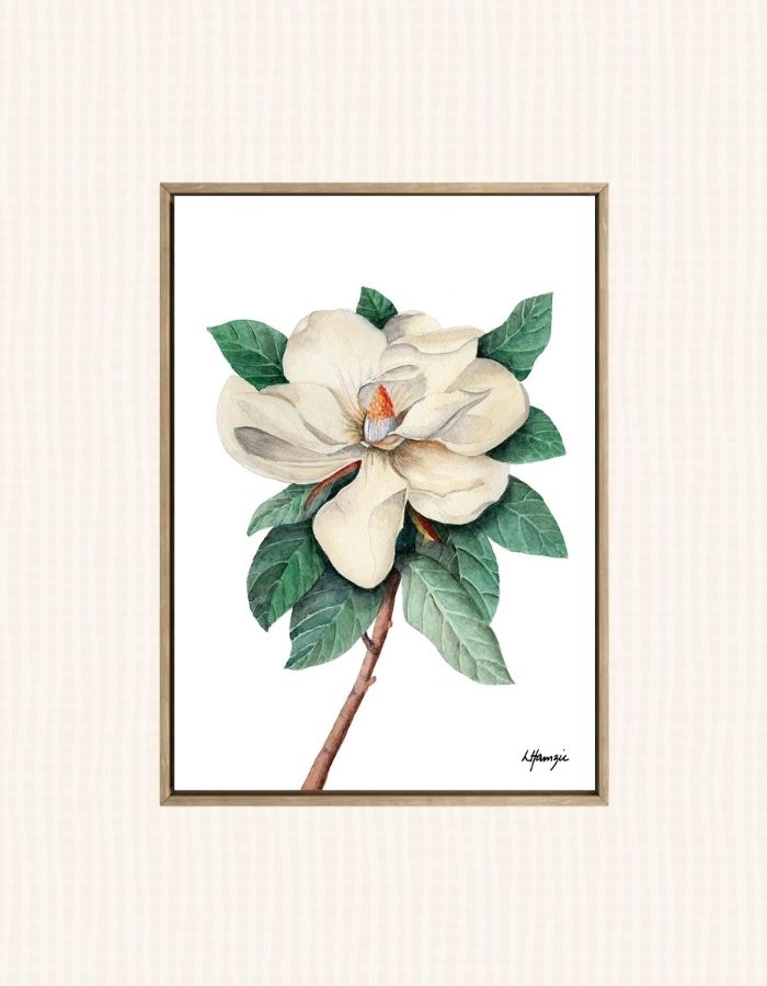 Art prints of a delicate white magnolia in full bloom captured in  watercolour detail by Laura Hamzic, Australian Artist