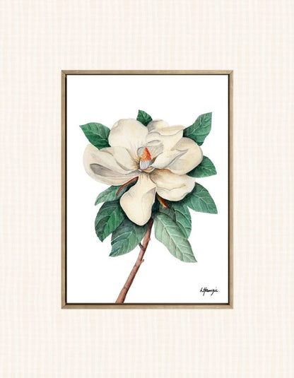 Art prints of a delicate white magnolia in full bloom captured in  watercolour detail by Laura Hamzic, Australian Artist