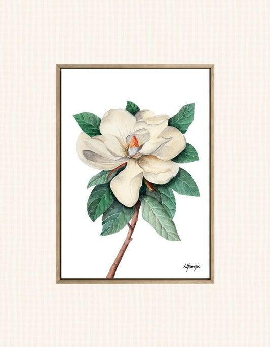 Art prints of a delicate white magnolia in full bloom captured in  watercolour detail by Laura Hamzic, Australian Artist