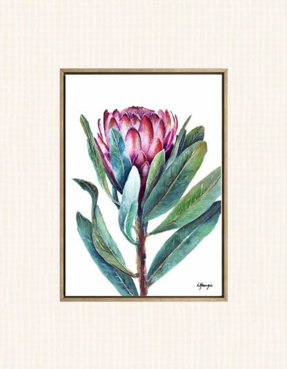 Pink Protea with green leaves - Flower - Botanical - captured in watercolour by Australian Artist Laura Hamzic