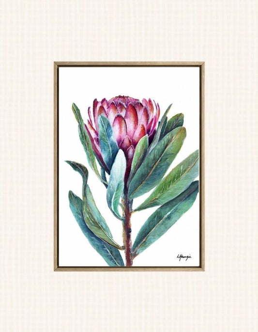 Pink Protea with green leaves - Flower - Botanical - captured in watercolour by Australian Artist Laura Hamzic