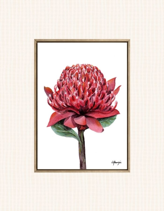 Australian Waratah in crimson, the intricate petals in  watercolour detail by Laura Hamzic, Australian Artist