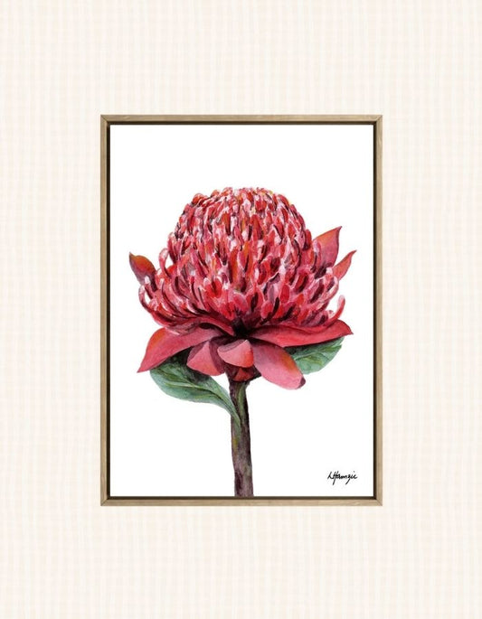 Australian Waratah in crimson, the intricate petals in  watercolour detail by Laura Hamzic, Australian Artist