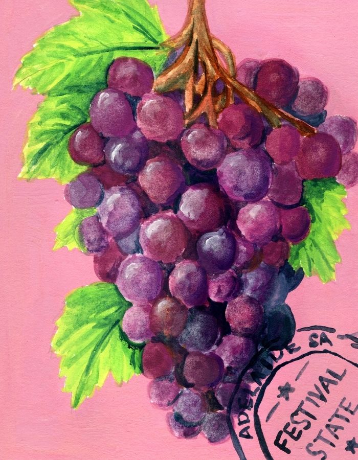 A painted illustration of a bunch of purple grapes with green leaves on a pink background, with a black circular stamp reading 'Adelade Festival State' in the lower right corner.