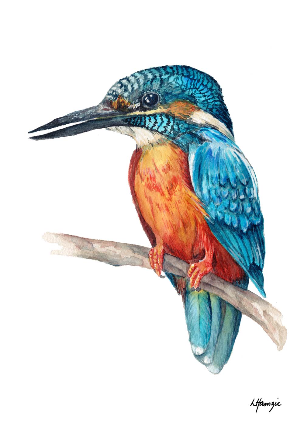 Australian Kingfisher Bird - Blue and Orange captured in watercolour by Australian Artist Laura Hamzic