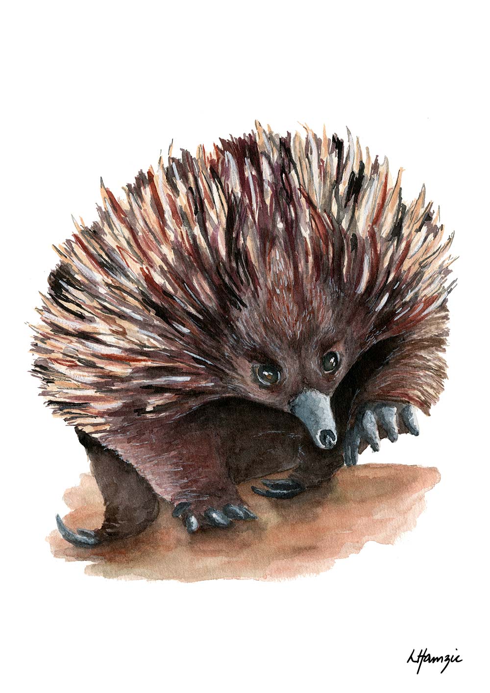 Realistic painting of an echidna painted in watercolour by Laura Hamzic, Australian Artist - available as art prints
