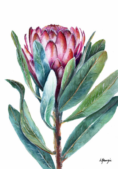 Pink Protea with green leaves - Flower - Botanical - captured in watercolour by Australian Artist Laura Hamzic