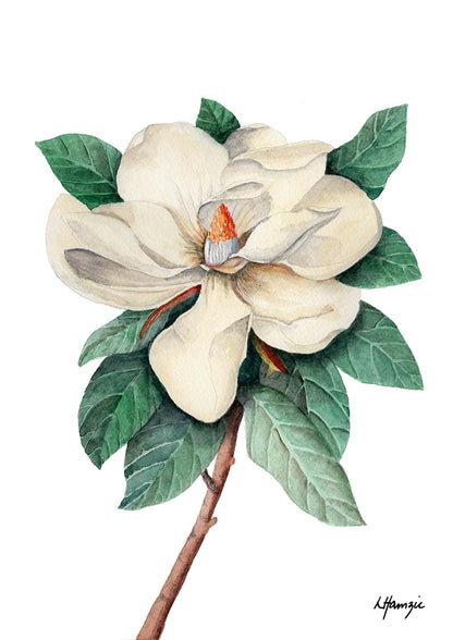 Art prints of a delicate white magnolia in full bloom captured in  watercolour detail by Laura Hamzic, Australian Artist