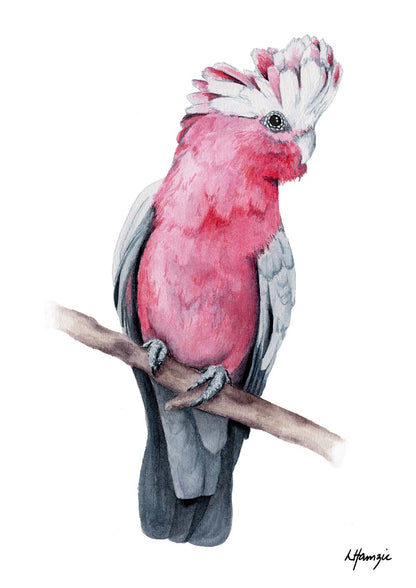 Realistic painting of a lovely pink Galah painted in watercolour by Laura Hamzic, Australian Artist - available as art prints
