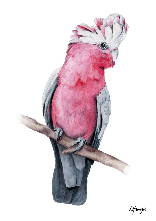 Realistic painting of a lovely pink Galah painted in watercolour by Laura Hamzic, Australian Artist - available as art prints