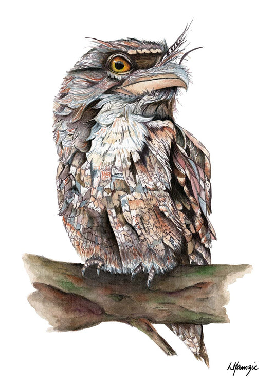 Tawny Frogmouth or Mopoke - this incredible bird has been captured in all of its stunning detail in watercolour by Laura Hamzic
