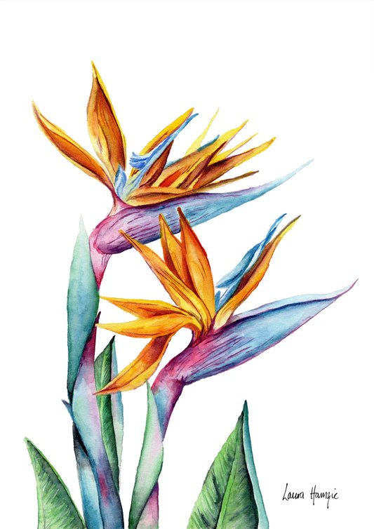 Art prints of a bold, colourful birds of paradise flower hand-painted in watercolour by Laura Hamzic