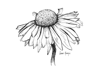 Art print of an inky line art Daisy flower with intricate details on the petals - hand-drawn by Laura Hamzic