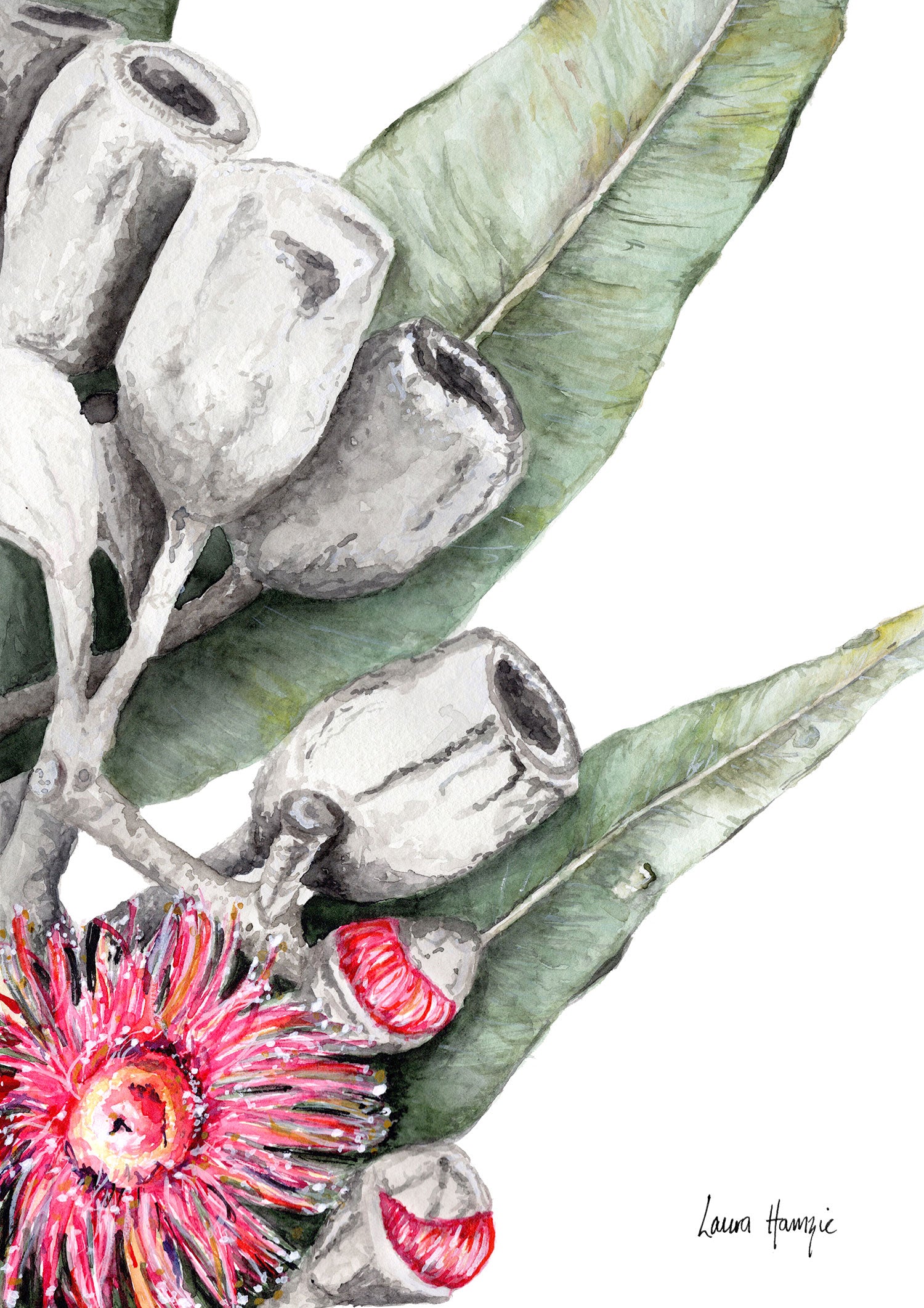Watercolour art print of eucalyptus flowers and gum nuts trailing through gum leaves - artowrk by Laura Hamzic