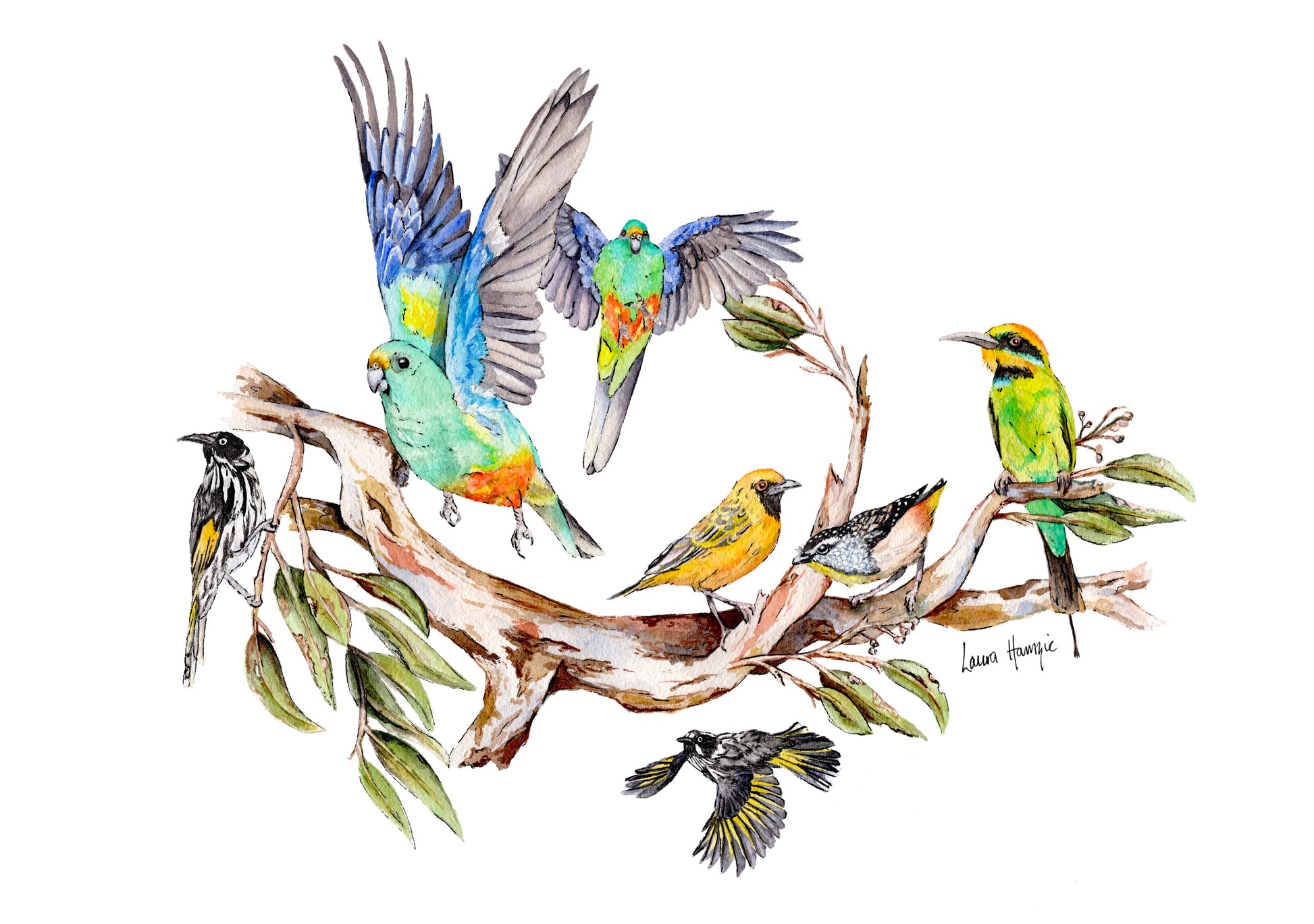 Watercolour art print of the Sunday Social Club - a group of Australian birds gathering to chatter and flit about the gum trees - painting by Laura Hamzic